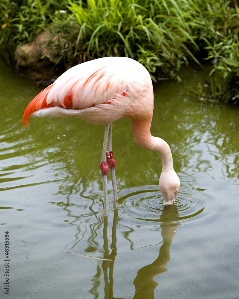 Flamingo (Phoenicopterus chilensis) - obrazy, fototapety, plakaty 