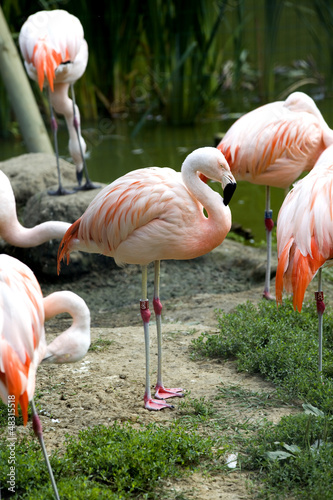 Flamingo  Phoenicopterus chilensis 