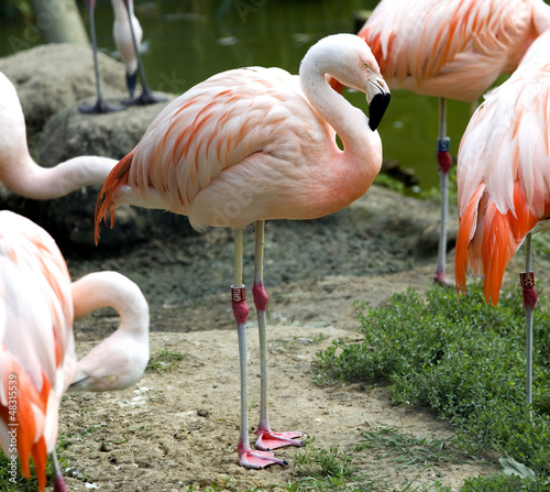 Flamingo (Phoenicopterus chilensis)