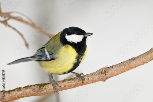 a great tit against a snowy background