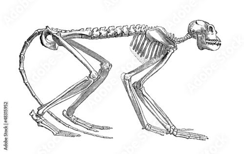 Photography Monkey Skeleton - Miocene (Mesopithecus)