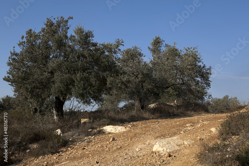 Olive Trees on the Slopes of the Mountains photo