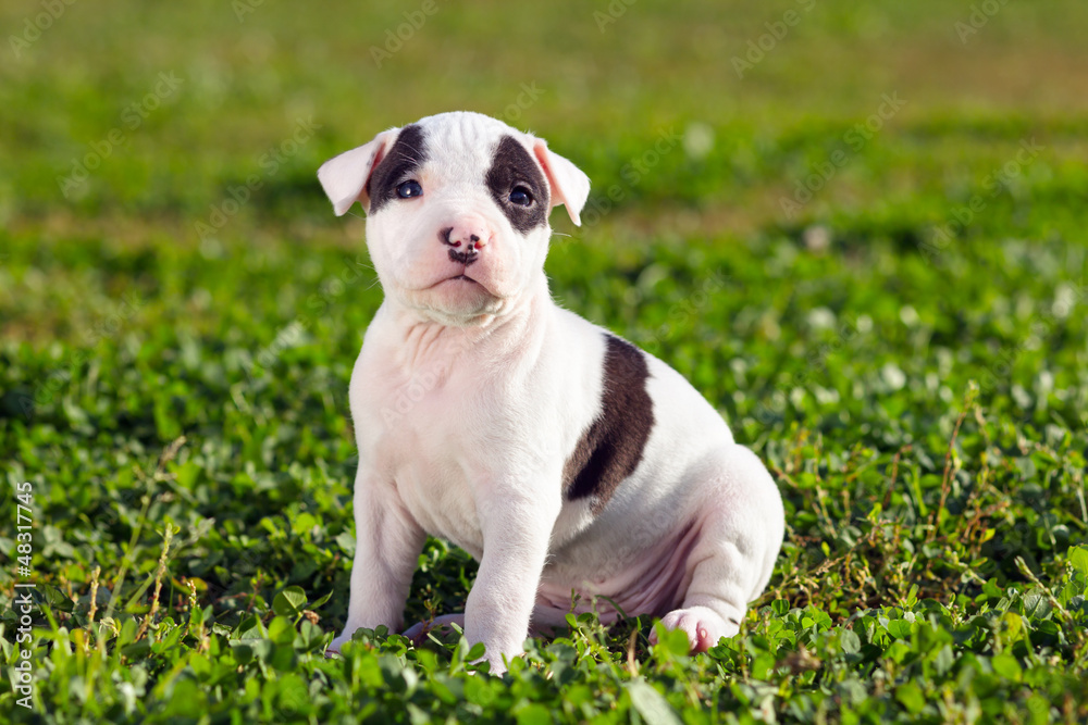 American Staffordshire terrier puppy American Staffordshire terrier puppy