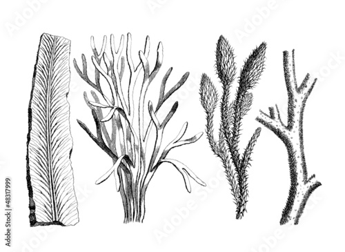 Prehistory : Plants (Silurian Period) photo
