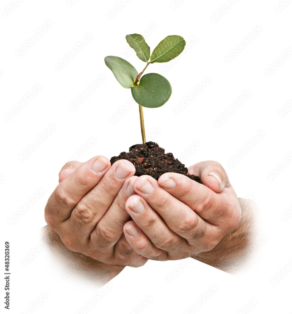 sapling in hands sapling in hands