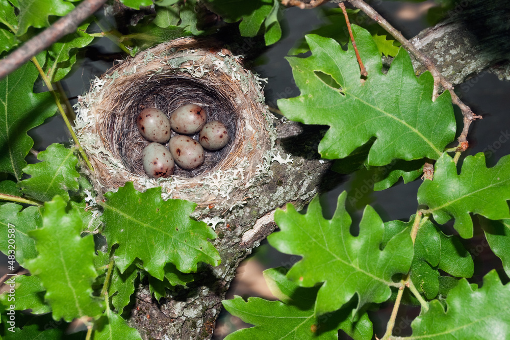 Obraz premium Chaffinch's bird nest on an oak's branch with five eggs.