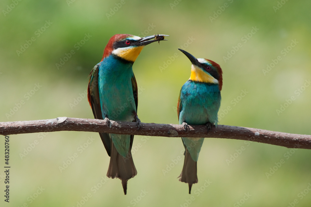 Pair of bee-eaters the male offering a bee to the female. Pair of bee-eaters the male offering a bee to the female.