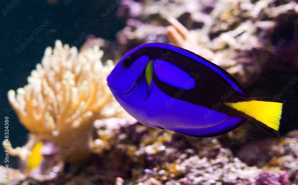 Fototapeta premium Blue Tang or Paracanthurus hepatus