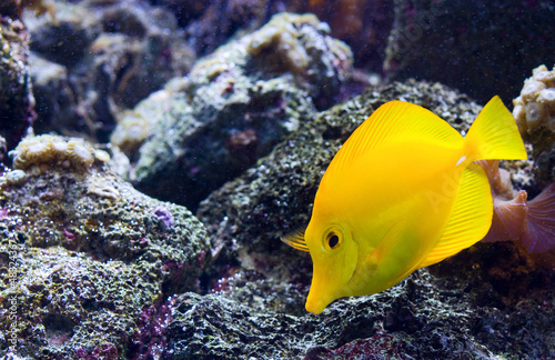 Yellow Tang or 'Zebrasoma Flavescens'