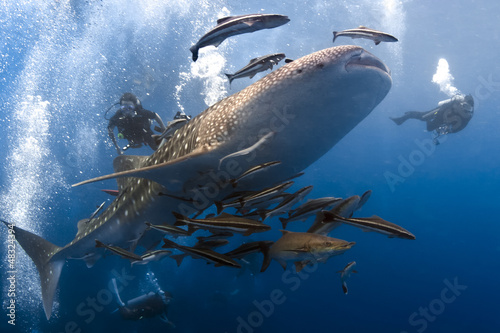 Whaleshark and scuba divers underwater
