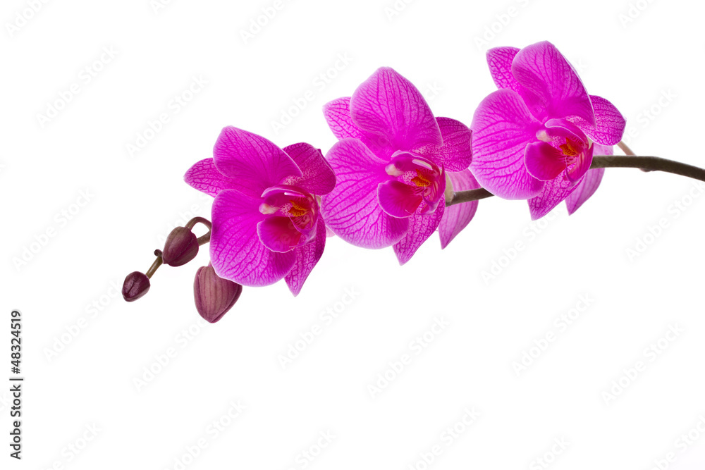 Naklejka premium orchid pink
