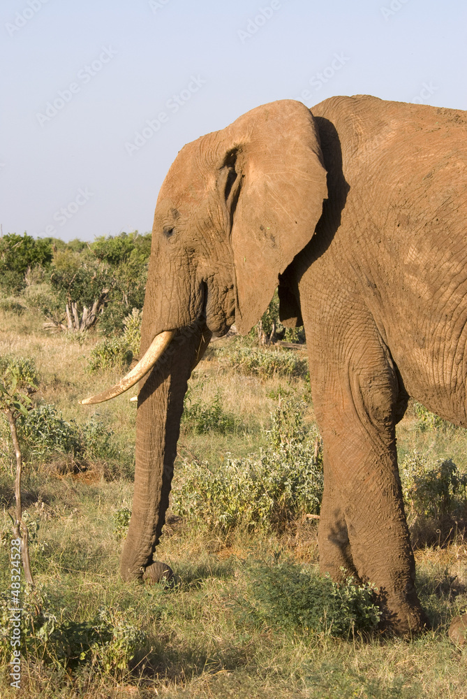 Elephants, Tsavo est