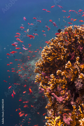 Red Anthias hovering over a coral #48324501