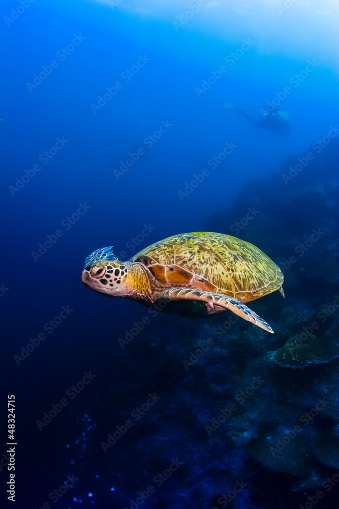 Naklejka premium Green sea turtle moving under water in Malaysia