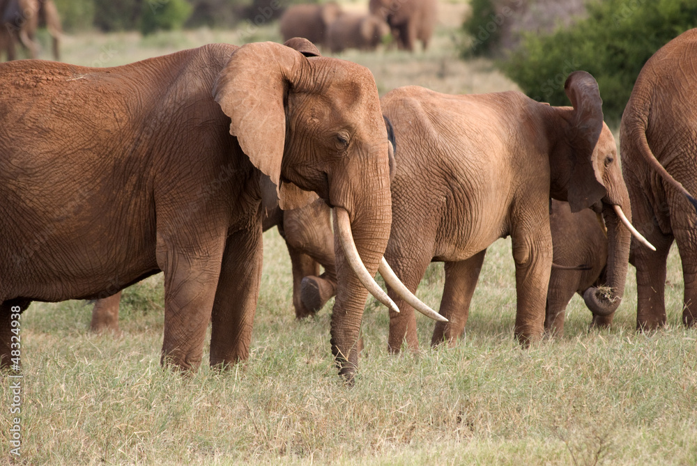 Fototapeta premium Elephants, Tsavo est