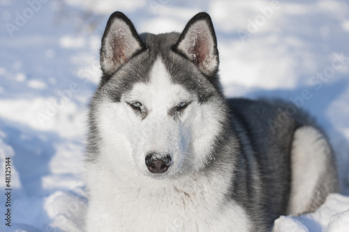 siberian husky dog winter portrait © SL ADV