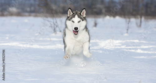 huskys at race in winter