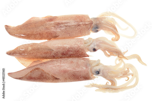 Fresh Squids Ready For Cooking