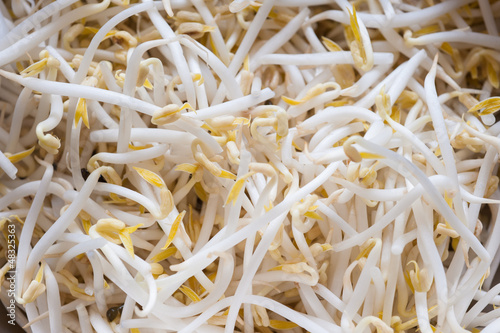 beansprout