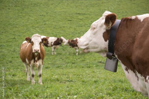 Cows in the Aurina valley, Bolzano