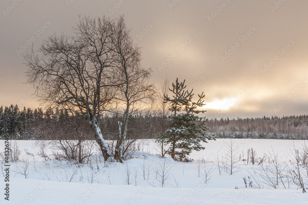 Trees on a winter snow-covered field. Trees on a winter snow-covered field.