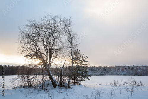 Trees on a winter snow-covered field. © v3