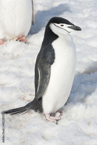 Antarctic penguin bright spring day.