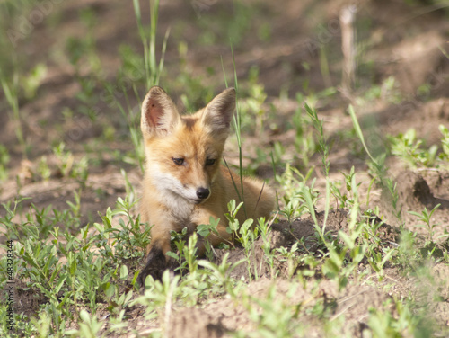 Fox cub on a forest trail, looking to the side. © Tarpan