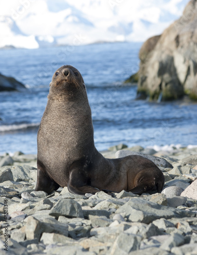 Fur seals on the beach in the Antarctic Ocean