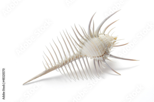 Venus Comb murex shell, conch shell isolated on white