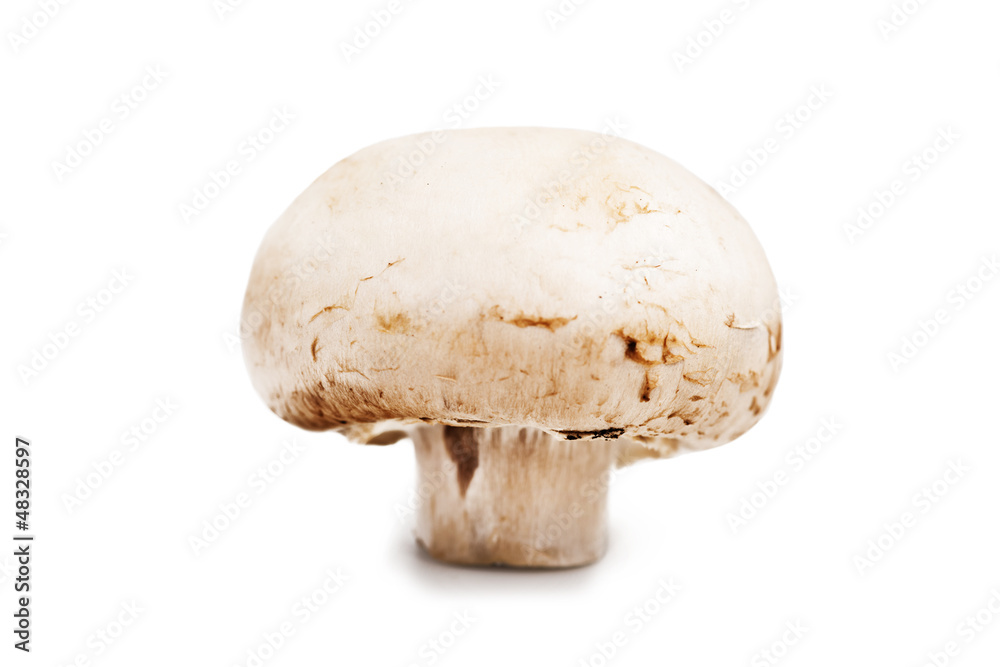 Champignon mushroom isolated on white background Champignon mushroom isolated on white background