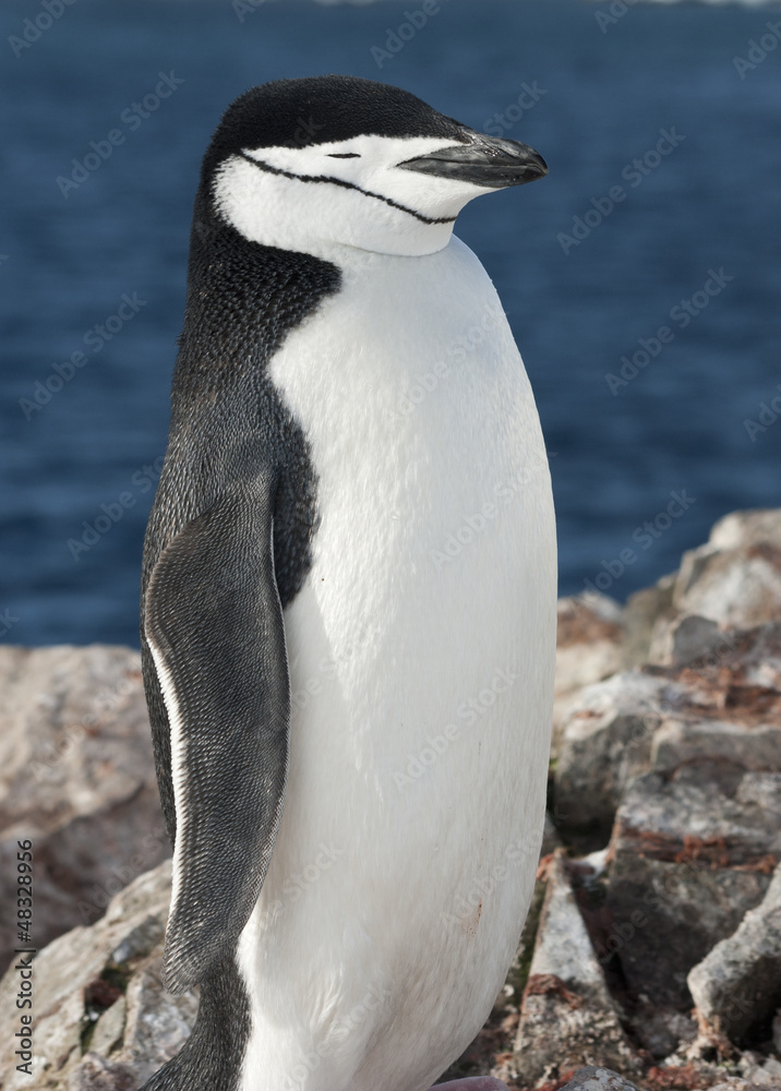 Obraz premium Portrait of Antarctic penguin against the ocean.
