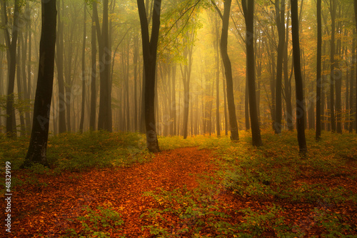 Autumnal foggy forest © bonciutoma