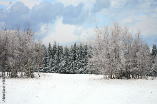 Forest by cloudy day in mountain photo