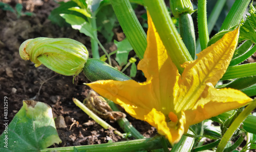 pied de courgette en fleur