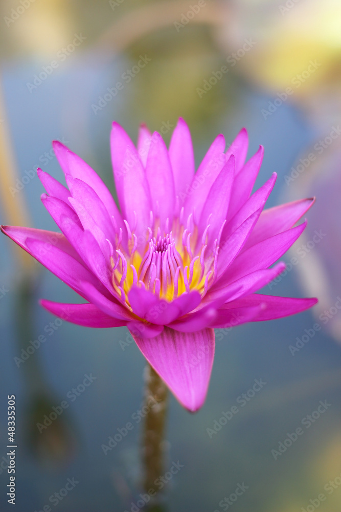 Obraz premium Close up pink lotus in a pond