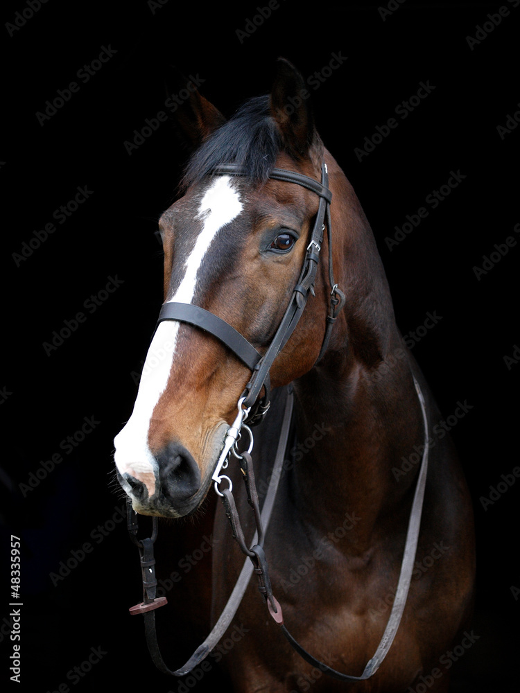 Bay Horse Head Shot