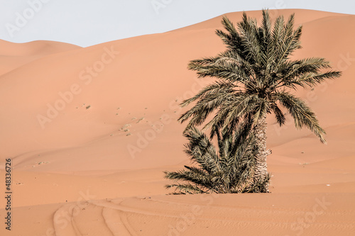 Sand dunes at sunset in the Sahara in Morocco