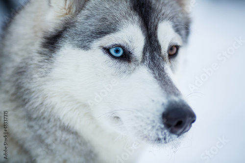 Fototapeta Naklejka Na Ścianę i Meble -  Siberian husky dog closeup portrait