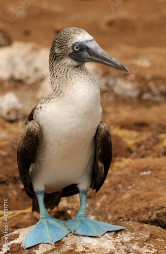 Der Blaufußtölpel photo