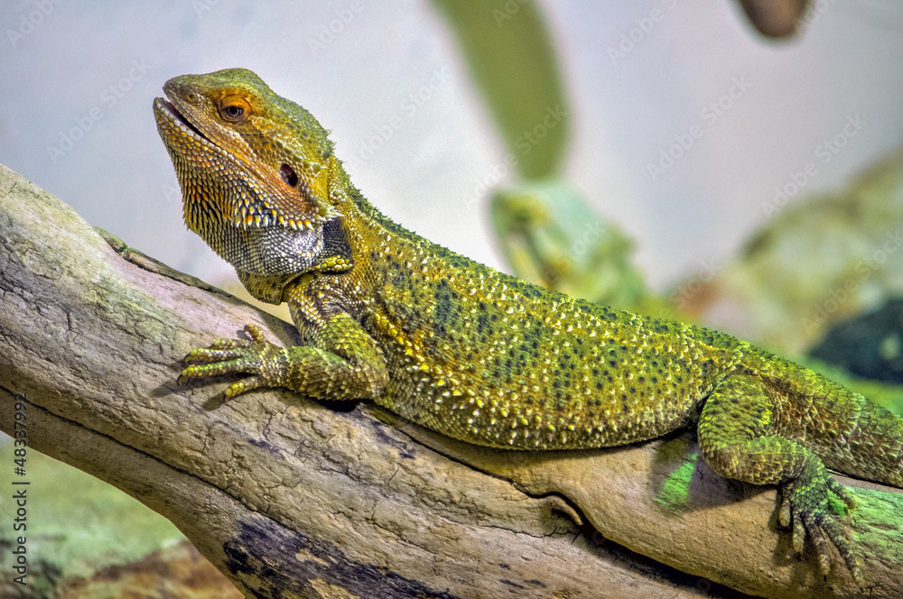 Chameleon Chameleon