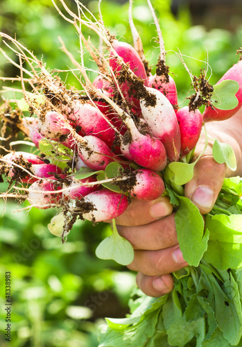 Radish