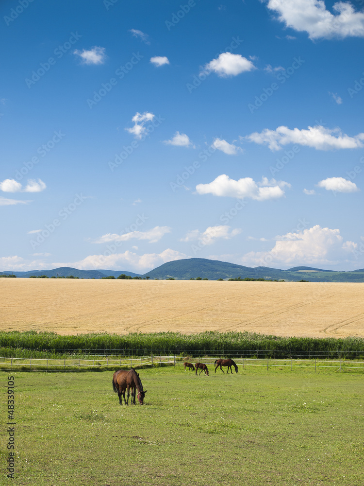 Fototapeta premium Horse on green field background