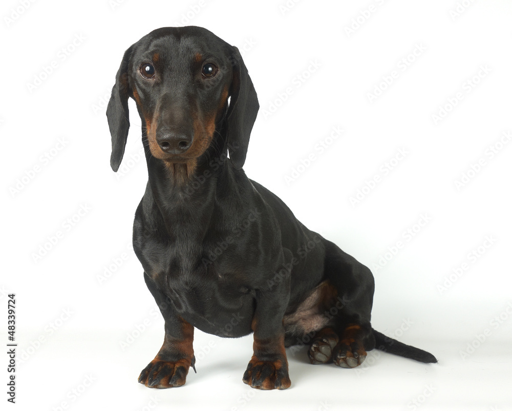 Young black and tan dachshund, 1 year old Young black and tan dachshund, 1 year old