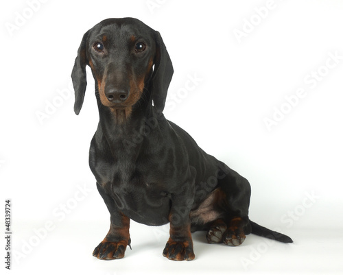 Young black and tan dachshund  1 year old
