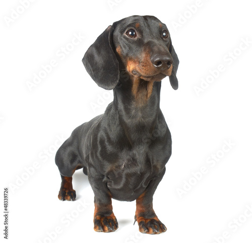 Fototapeta Naklejka Na Ścianę i Meble -  Black and tan dachshund puppy, one year old
