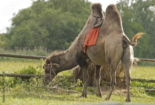 Bactrian camel © kerstiny