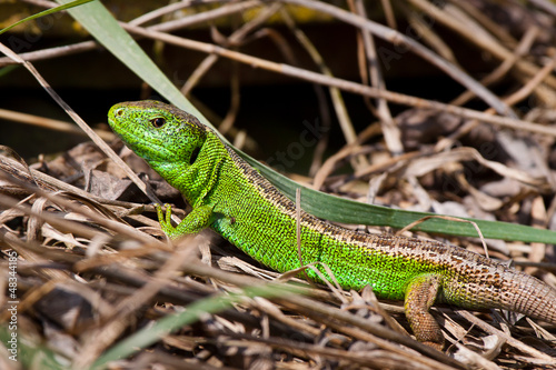 Zauneidechse Männchen