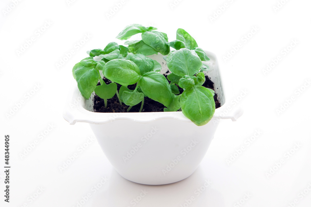Basil sprout Basil sprout