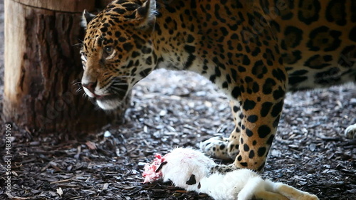 Jaguar eating a (the) white rabbit photo